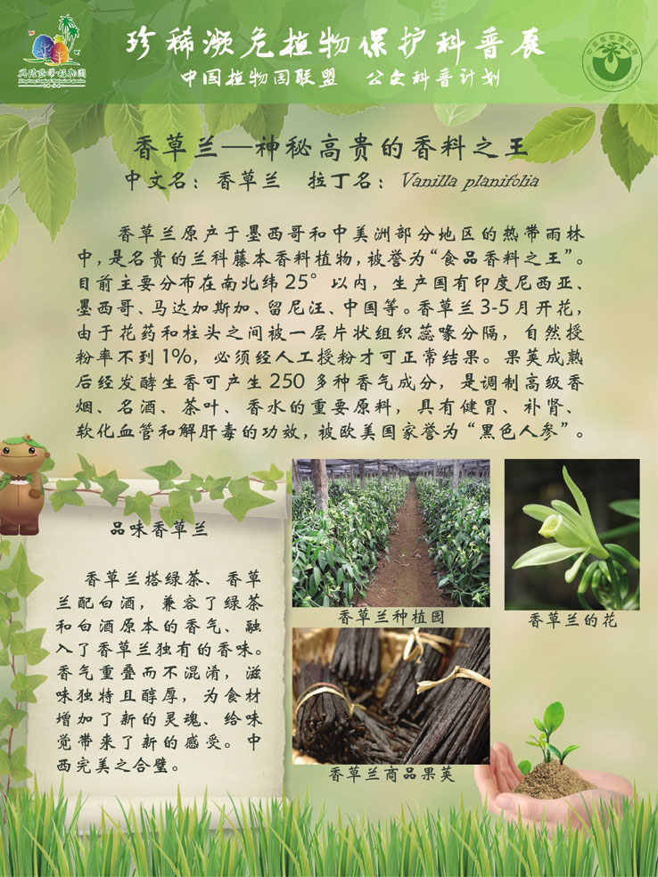 珍稀濒危植物保护科普展 香草兰-神秘高贵的香料之王